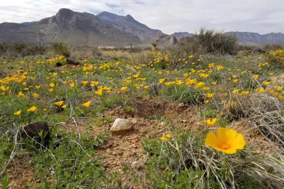 A field of golden poppies fill the desert below mountains in the U.S. Southwest.